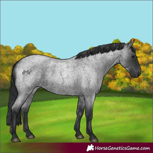 Horse Color:Blue Roan 