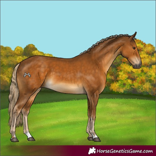 Horse Color:Gray Palomino 