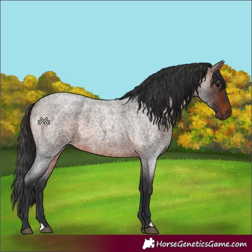 Horse Color:Brown Roan