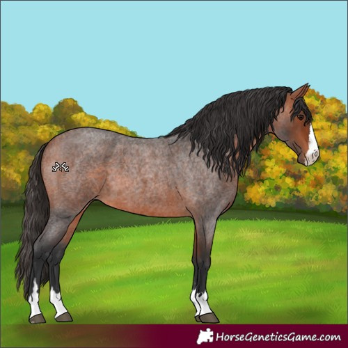 Horse Color:Bay Roan 