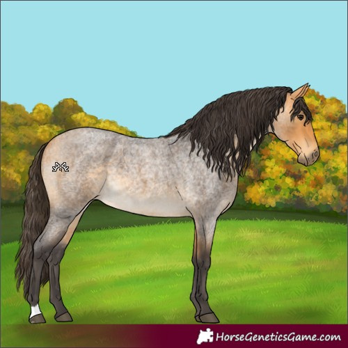 Horse Color:Buckskin Roan 