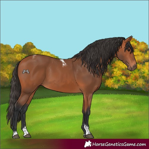 Horse Color:Bay Tobiano