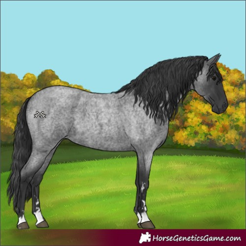 Horse Color:Blue Roan