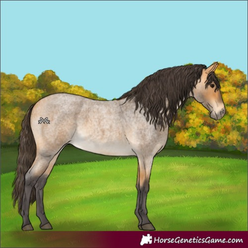 Horse Color:Buckskin Roan 