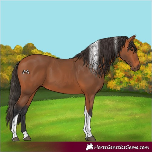 Horse Color:Bay Tobiano