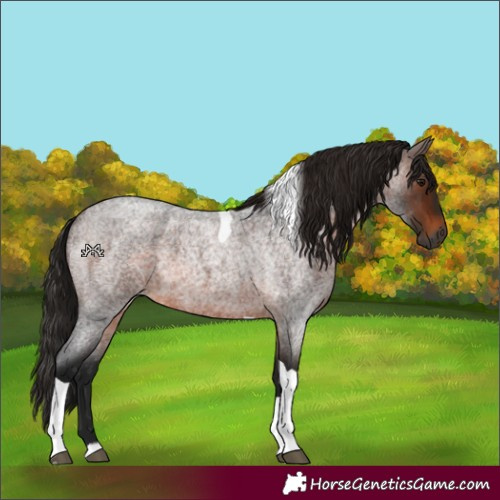 Horse Color:Gray Bay Roan Tobiano 