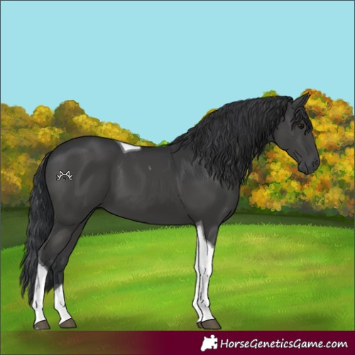Horse Color:Black Tobiano 