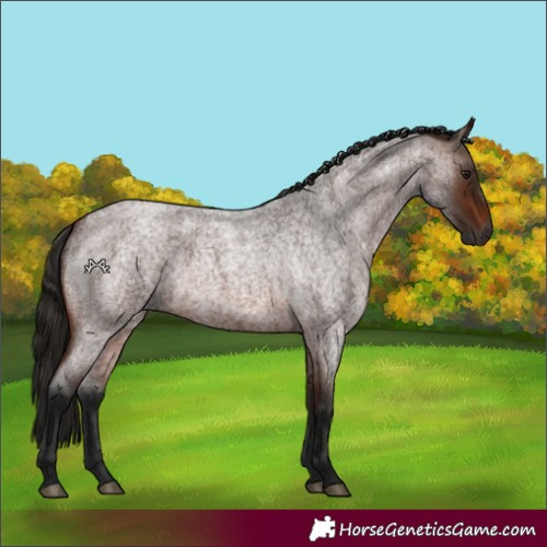Horse Color:Gray Bay Roan 