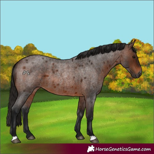 Horse Color:Gray Bay Roan