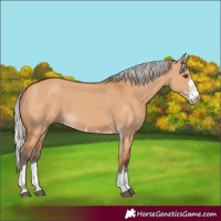 Horse Color:Silver Bay Dun 