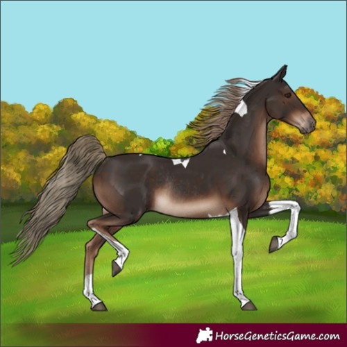 Horse Color:Liver Chestnut Tobiano Rabicano