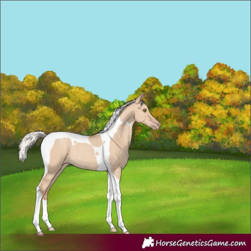Horse Color:Silver Classic Champagne Dun Tobiano Rabicano 