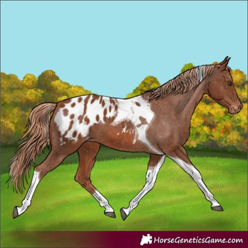 Horse Color:Chestnut Tobiano Appaloosa