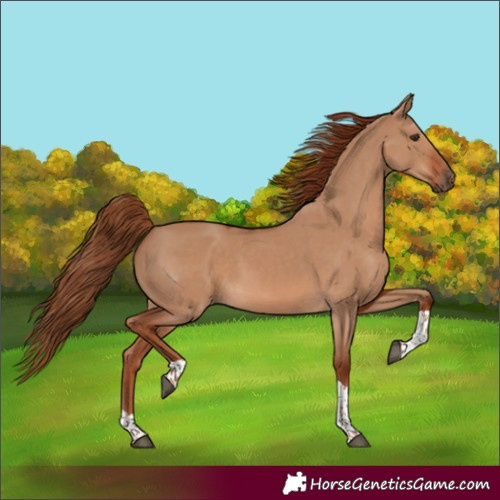 Horse Color:Red Dun Tobiano Rabicano
