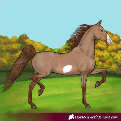 Horse Color:Unknown 