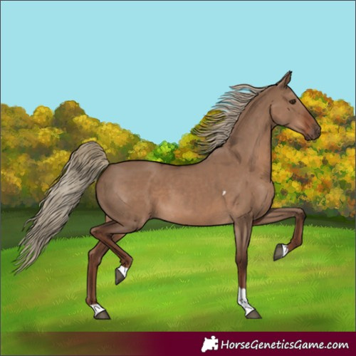 Horse Color:Liver Red Dun Tobiano Rabicano
