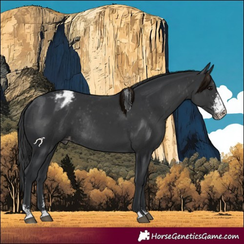 Horse Color:Black Sabino Appaloosa Rabicano