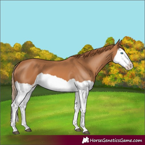 Horse Color:Chestnut Splash