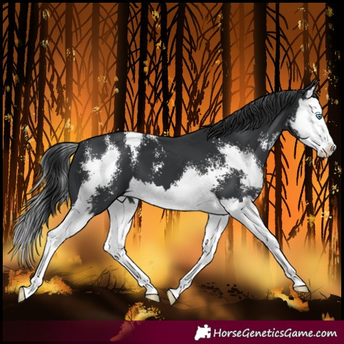 Horse Color:Black Sabino Splash