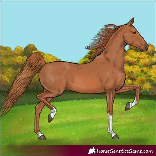 Horse Color:Unknown 