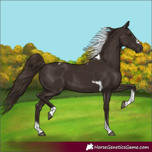 Horse Color:Liver Chestnut Tobiano Frame Rabicano