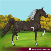 Horse Color:Liver Chestnut Tobiano Frame Rabicano