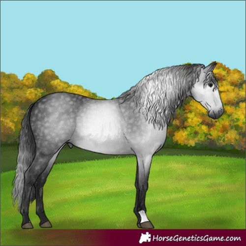 Horse Color:Gray Smoky Black 
