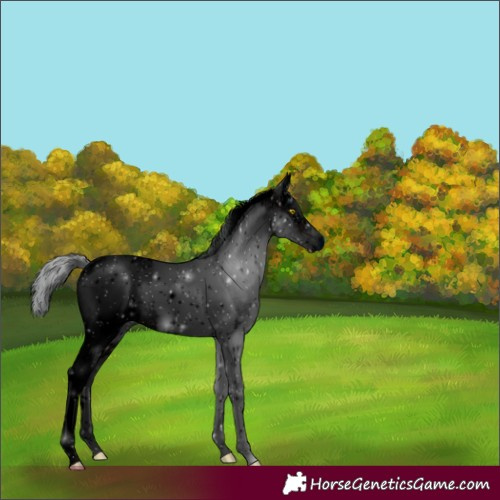 Horse Color:ERROR: UNKNOWN ANOMALY