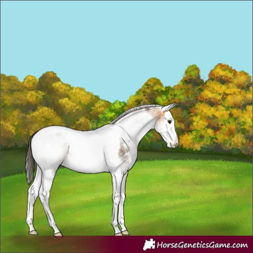 Horse Color:White Spotted Buckskin Splash Tobiano 