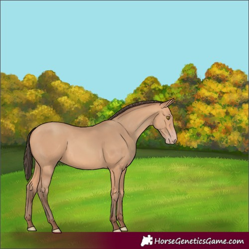 Horse Color:Amber Champagne Rabicano