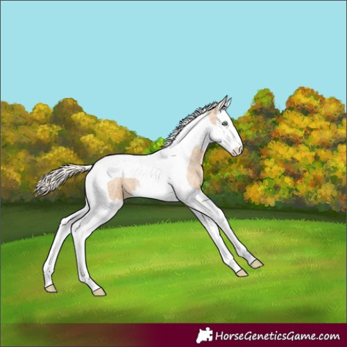 Horse Color:Gold Cream Champagne Roan Splash Tobiano