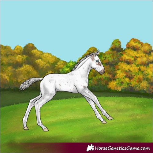Horse Color:White Spotted Silver Brown Splash Tobiano Frame