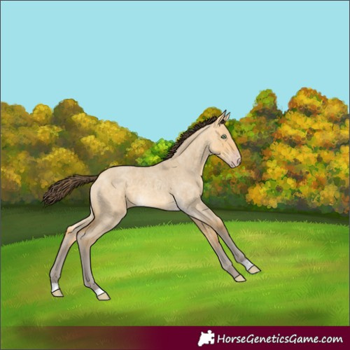 Horse Color:Amber Cream Champagne Roan Dun 