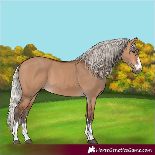Horse Color:Silver Bay Dun