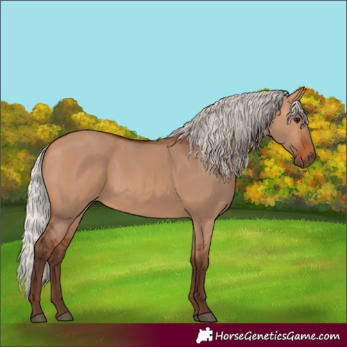 Horse Color:Silver Bay Dun 
