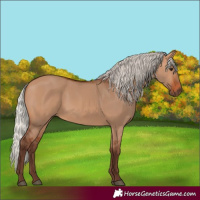 Horse Color:Silver Bay Dun 
