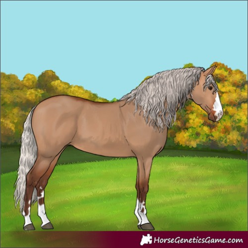 Horse Color:Silver Bay Dun
