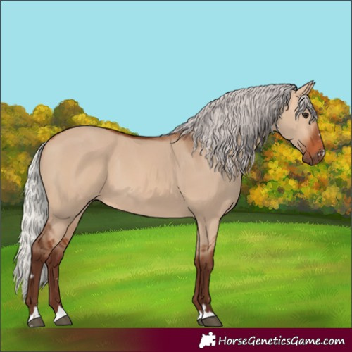 Horse Color:Silver Bay Dun