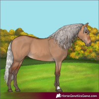 Horse Color:Silver Bay Dun