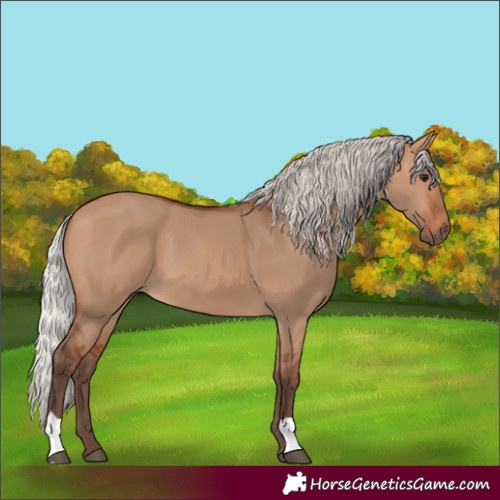 Horse Color:Silver Bay Dun 