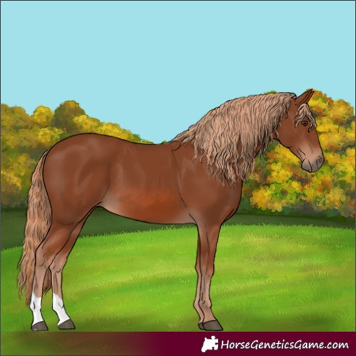 Horse Color:Chestnut 
