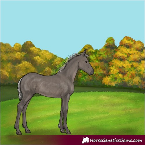 Horse Color:Silver Black