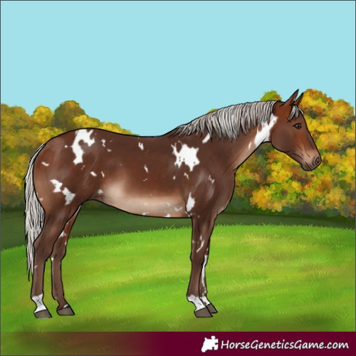Horse Color:White Spotted Silver Brown