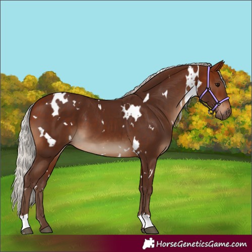Horse Color:White Spotted Silver Brown