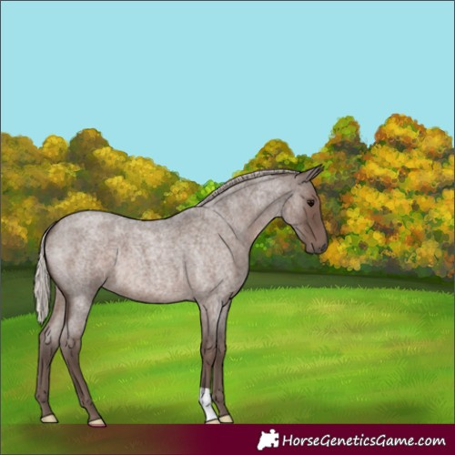 Horse Color:Silver Blue Roan