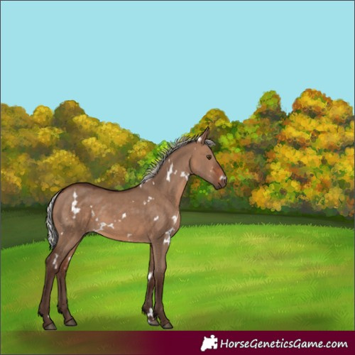 Horse Color:White Spotted Silver Brown Dun 