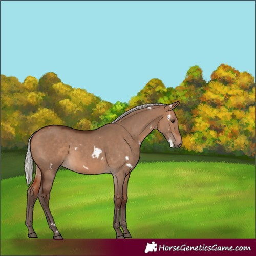 Horse Color:White Spotted Silver Bay Dun