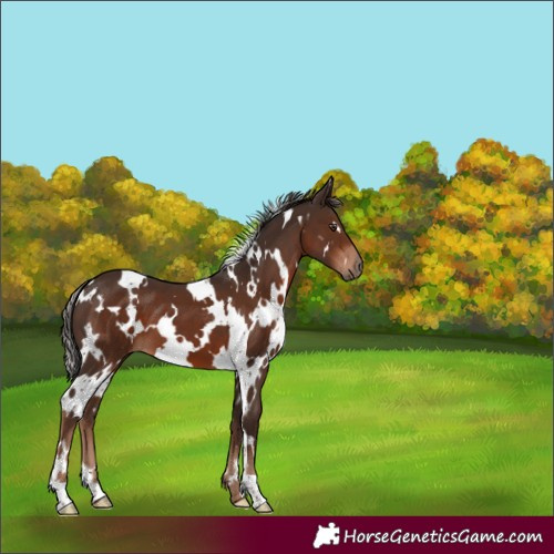 Horse Color:White Spotted Liver Chestnut 