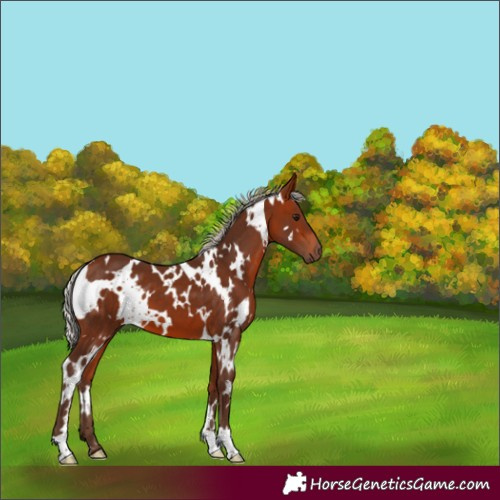 Horse Color:White Spotted Silver Bay