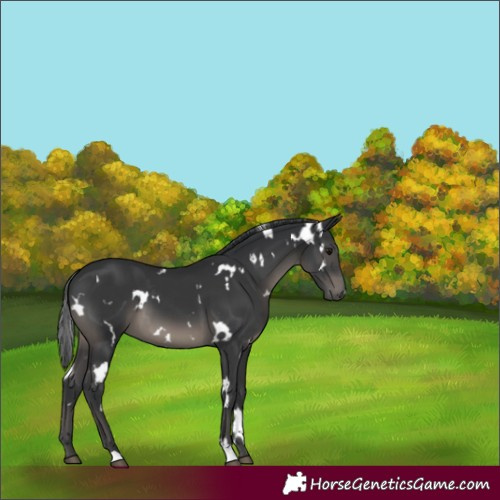 Horse Color:White Spotted Black